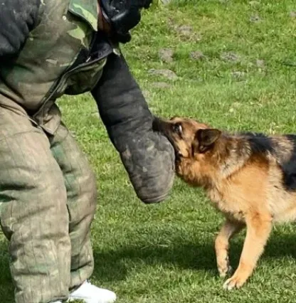 Krakow DOG CHASE